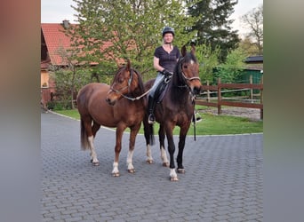 American Quarter Horse Mix, Wallach, 16 Jahre, 160 cm, Fuchs