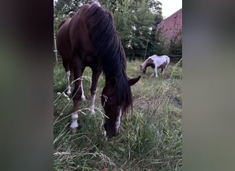 American Quarter Horse Mix, Wallach, 16 Jahre, 160 cm, Fuchs