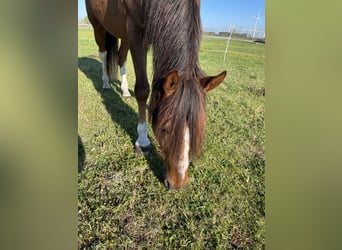 American Quarter Horse Mix, Wallach, 16 Jahre, 160 cm, Fuchs