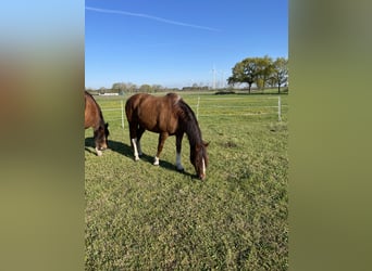 American Quarter Horse Mix, Wallach, 16 Jahre, 160 cm, Fuchs