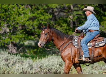 American Quarter Horse, Wallach, 16 Jahre, 163 cm, Rotbrauner