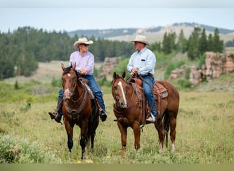 American Quarter Horse, Wallach, 16 Jahre, 163 cm, Rotbrauner