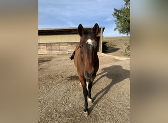 American Quarter Horse, Wallach, 16 Jahre, Brauner