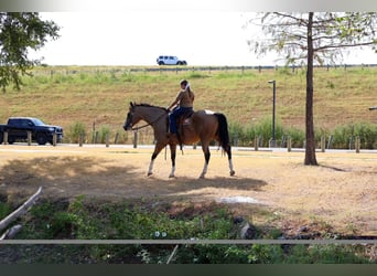 American Quarter Horse, Wallach, 16 Jahre, Buckskin