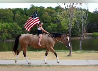 American Quarter Horse, Wallach, 16 Jahre, Buckskin