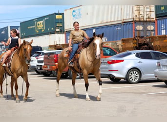 American Quarter Horse, Wallach, 16 Jahre, Buckskin