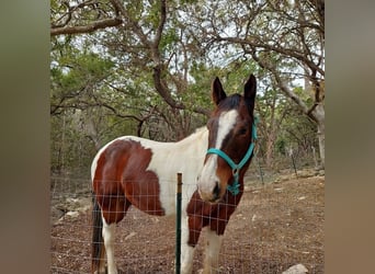 American Quarter Horse, Wallach, 16 Jahre