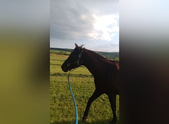 American Quarter Horse, Wallach, 16 Jahre