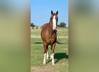 American Quarter Horse, Wallach, 16 Jahre, Overo-alle-Farben