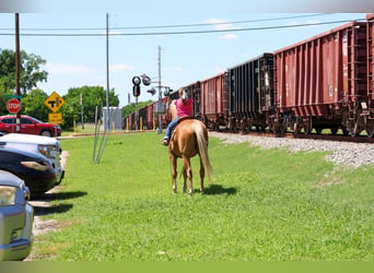 American Quarter Horse, Wallach, 16 Jahre, Palomino