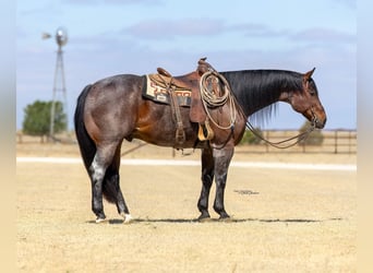 American Quarter Horse, Wallach, 16 Jahre, Roan-Bay