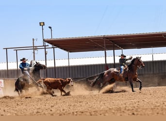 American Quarter Horse, Wallach, 16 Jahre, Roan-Bay