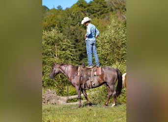American Quarter Horse, Wallach, 16 Jahre, Roan-Red