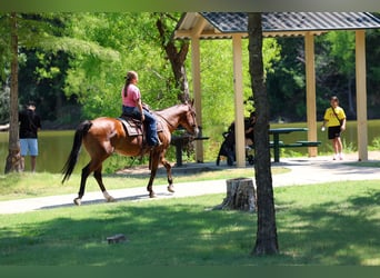 American Quarter Horse, Wallach, 16 Jahre, Rotbrauner