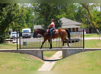 American Quarter Horse, Wallach, 16 Jahre, Rotbrauner