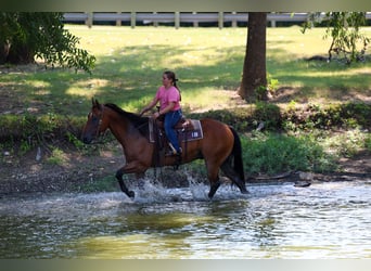 American Quarter Horse, Wallach, 16 Jahre, Rotbrauner