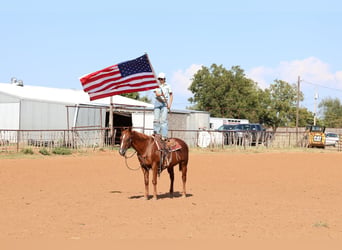 American Quarter Horse, Wallach, 16 Jahre, Rotfuchs