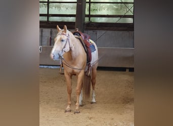 American Quarter Horse, Wallach, 16 Jahre