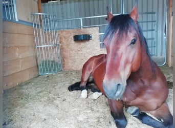 American Quarter Horse, Wallach, 17 Jahre, 145 cm, Brauner