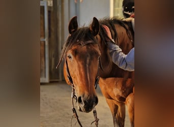 American Quarter Horse, Wallach, 17 Jahre, 145 cm, Brauner