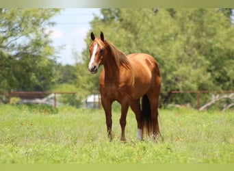 American Quarter Horse, Wallach, 17 Jahre, 147 cm, Rotfuchs
