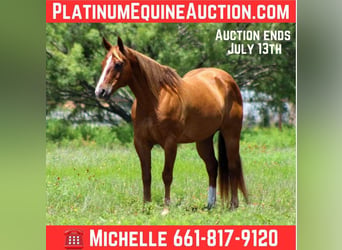 American Quarter Horse, Wallach, 17 Jahre, 147 cm, Rotfuchs