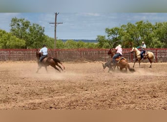American Quarter Horse, Wallach, 17 Jahre, 147 cm, Rotfuchs