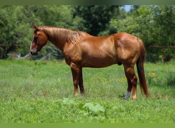 American Quarter Horse, Wallach, 17 Jahre, 147 cm, Rotfuchs