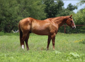 American Quarter Horse, Wallach, 17 Jahre, 147 cm, Rotfuchs