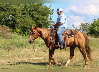 American Quarter Horse, Wallach, 17 Jahre, 147 cm, Rotfuchs