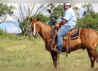 American Quarter Horse, Wallach, 17 Jahre, 147 cm, Rotfuchs