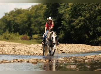 American Quarter Horse, Wallach, 17 Jahre, 147 cm, Schimmel