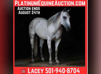 American Quarter Horse, Wallach, 17 Jahre, 147 cm, Schimmel