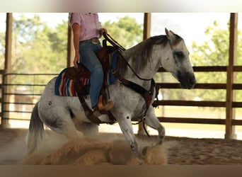 American Quarter Horse, Wallach, 17 Jahre, 147 cm, Schimmel