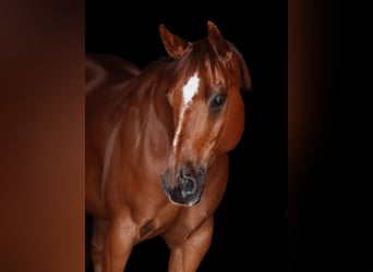American Quarter Horse, Wallach, 17 Jahre, 148 cm, Fuchs