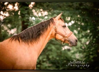 American Quarter Horse, Wallach, 17 Jahre, 150 cm, Buckskin