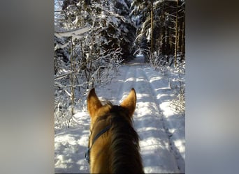 American Quarter Horse, Wallach, 17 Jahre, 150 cm, Buckskin