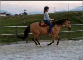 American Quarter Horse, Wallach, 17 Jahre, 150 cm, Buckskin