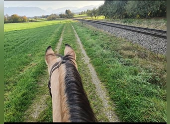 American Quarter Horse, Wallach, 17 Jahre, 150 cm, Buckskin