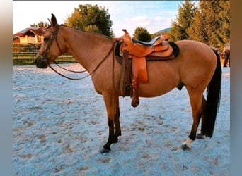 American Quarter Horse, Wallach, 17 Jahre, 150 cm, Buckskin
