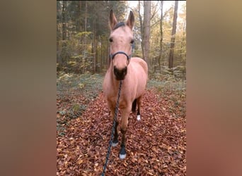 American Quarter Horse, Wallach, 17 Jahre, 150 cm, Buckskin