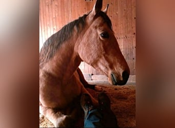 American Quarter Horse, Wallach, 17 Jahre, 150 cm, Buckskin