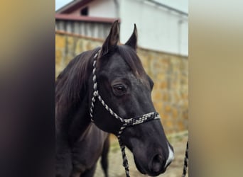 American Quarter Horse, Wallach, 17 Jahre, 150 cm, Rappe