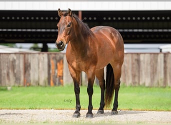 American Quarter Horse, Wallach, 17 Jahre, 150 cm, Roan-Bay