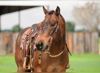 American Quarter Horse, Wallach, 17 Jahre, 150 cm, Roan-Bay
