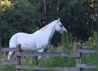 American Quarter Horse, Wallach, 17 Jahre, 150 cm, Schimmel