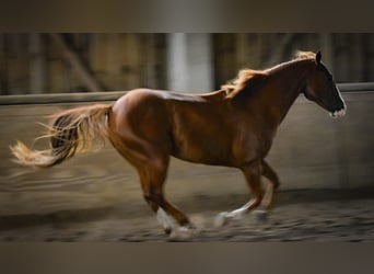 American Quarter Horse, Wallach, 17 Jahre, 152 cm, Fuchs
