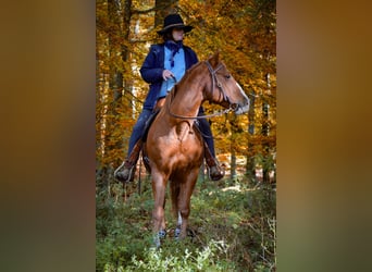 American Quarter Horse, Wallach, 17 Jahre, 152 cm, Fuchs