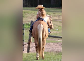 American Quarter Horse, Wallach, 17 Jahre, 152 cm, Palomino