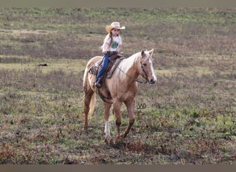 American Quarter Horse, Wallach, 17 Jahre, 152 cm, Palomino